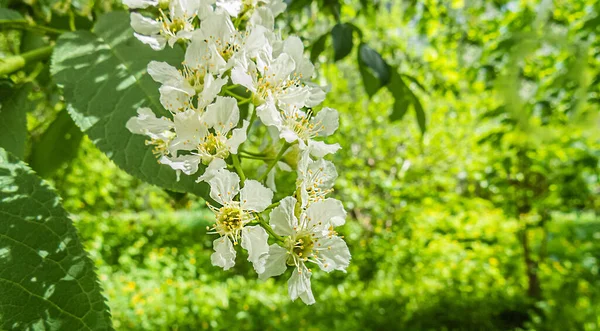 Delicadas Flores Brancas Cereja Fundo Verde Embaçado Fecha Banner — Fotografia de Stock