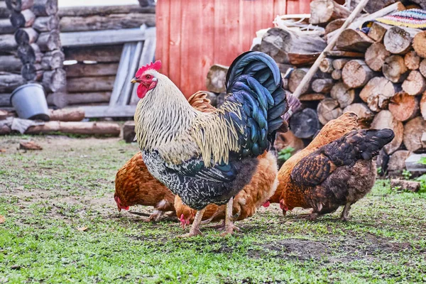 Bahçede güzel bir horoz gururla yürüyor diğer kümes hayvanlarının arka planında