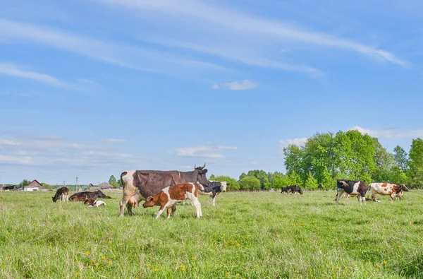 田園風景 夏の日に牧草地で放牧牛の群れ スペースのコピー ストック画像