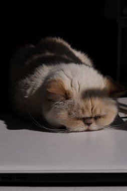 Merkez ofis. Güneş ışığıyla aydınlatılan sevimli bej evcil kedi bir dizüstü bilgisayarın üzerinde rahat bir şekilde uyuyor. Türü Exot, kırmızı nokta rengi.