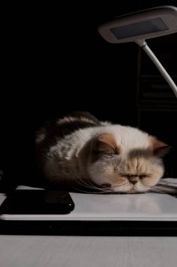 Merkez ofis. Güneş ışığıyla aydınlatılan sevimli bej evcil kedi bir dizüstü bilgisayarın üzerinde rahat bir şekilde uyuyor. Türü exot, kırmızı noktalı bayrak.