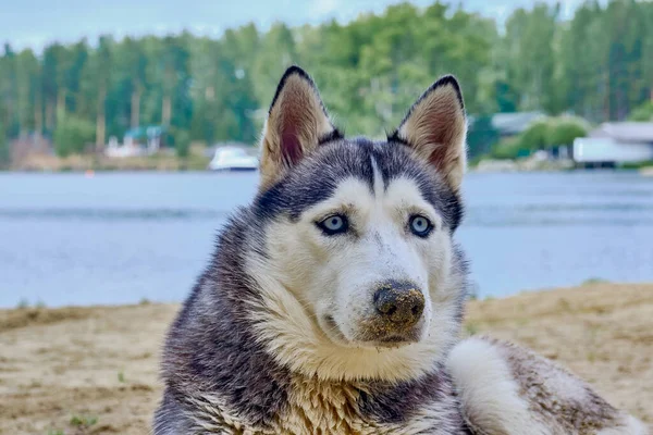 Portrait Adorable Siberian Husky Dog Sitting Sandy Beach Lake Close — Stock Photo, Image