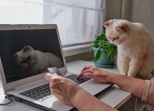Home office. Senior woman\'s hands holding a plastic card in front of a laptop. Retired person shopping online A cute beige cat is sitting next to her