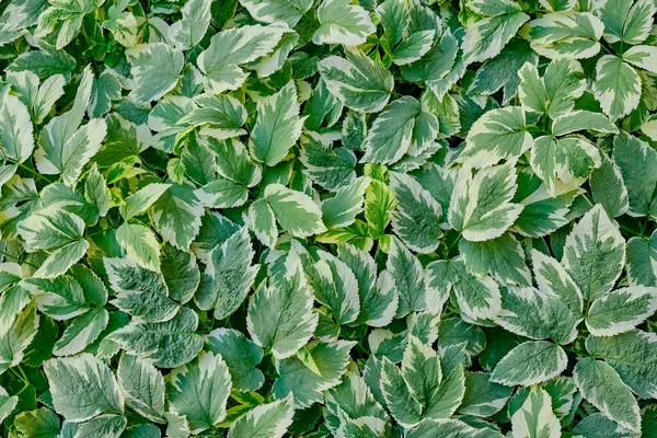 Textura Folhas Verdes Como Fundo Goutweed Decorativo Variegated Aegopodium Podagraria — Fotografia de Stock