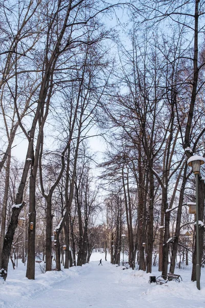 Paisaje de invierno. Callejón de un viejo parque nevado — Foto de Stock