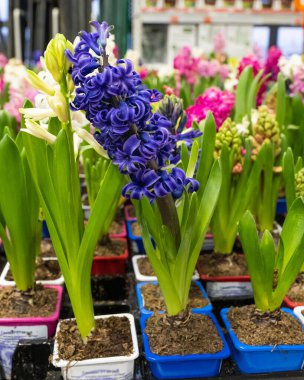Renkli çiçeklerin bulanık arka planında saksıda çiçek açan mavi sümbül. Çiçekçide saksılar var..