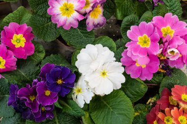 Çiçekçi dükkanında çiçek açmak. Birkaç çeşit. Üst görünüm.