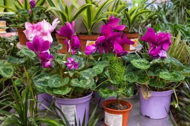 Çiçek açan İran siklameni bulanık bir arka planda saksı çiçeği. Çiçekçide saksılar var..