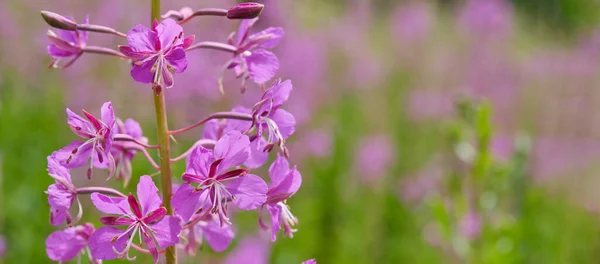 密接火雑草の野生の花を 牧草地に咲く Chamaenerion Angustifolium Ivan茶 バナー — ストック写真
