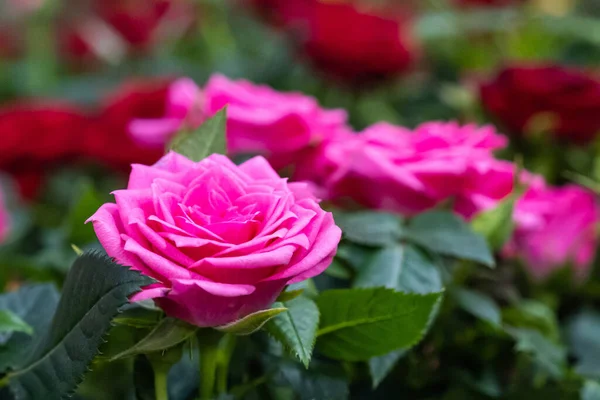 赤やピンクの花の背景がぼやけてピンクのバラの蕾を咲かせます — ストック写真