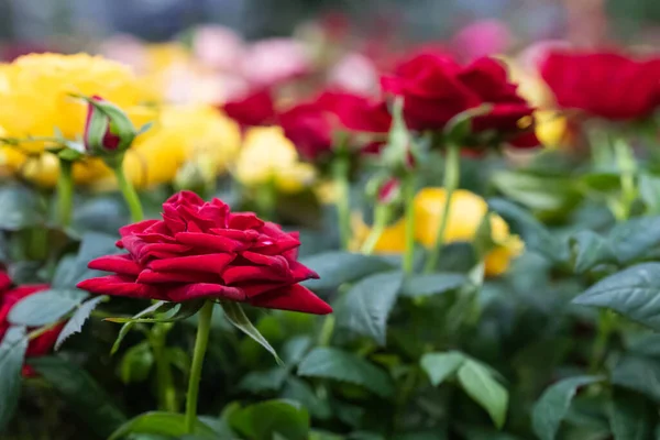 色とりどりの花を背景に 赤いバラの蕾を咲かせます — ストック写真