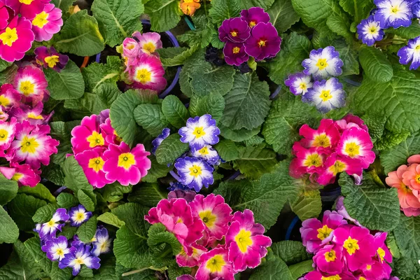 Fiori Primula Fiore Negozio Fiori Diversi Tipi Vista Dall Alto — Foto Stock