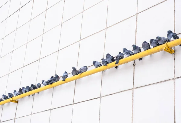 Stadtvögel Grautauben Sitzen Einer Reihe Auf Einem Gelben Gaswarmrohr Vor — Stockfoto