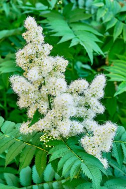 Yeşil yapraklı bir tarlanın güzel pofuduk beyaz çiçekleri. Sorbaria sorbifolia