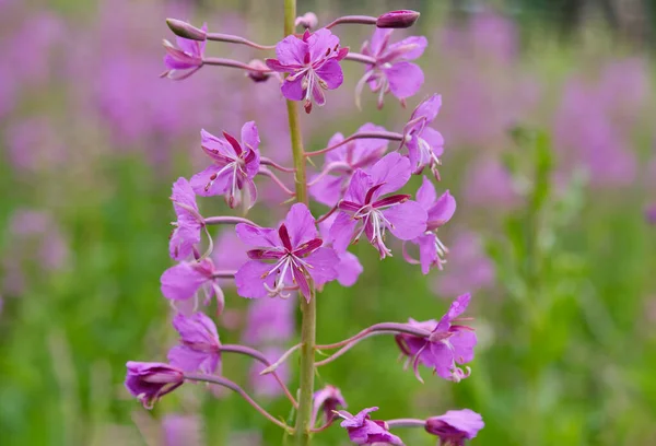 Gros Plan Fleur Sauvage Asclépiade Fleurissant Dans Prairie Chamaenerion Angustifolium — Photo