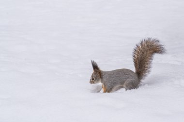 Beyaz karlı bir zeminde kar yığınında zıplayan sevimli sincap..