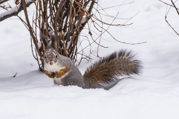 Esquilo Bonito Está Sentado Snowdrift Olhando Para Câmera Pequenas Placas — Fotografia de Stock