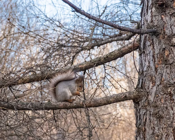 Dans Vieux Parc Ville Écureuil Est Assis Sur Une Branche — Photo