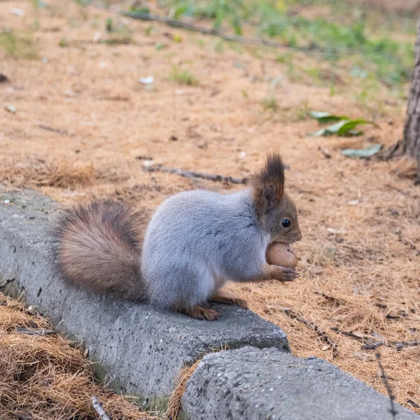 Écureuil Est Assis Sur Trottoir Pierre Dans Vieux Parc Ville — Photo