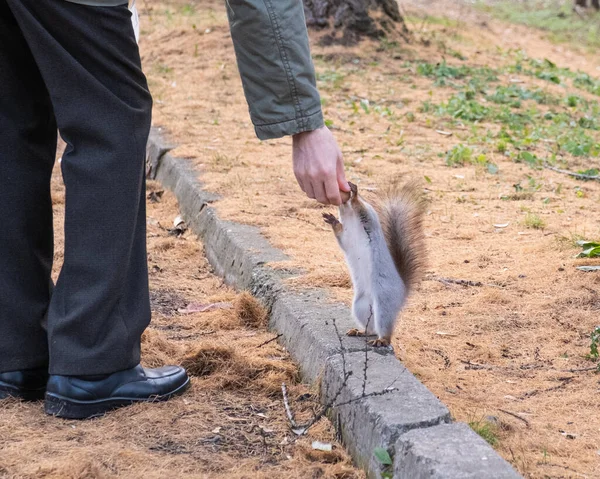 一位老人把核桃交给了一只漂亮的小松鼠 松鼠后腿站立在旧城公园的地面上 — 图库照片