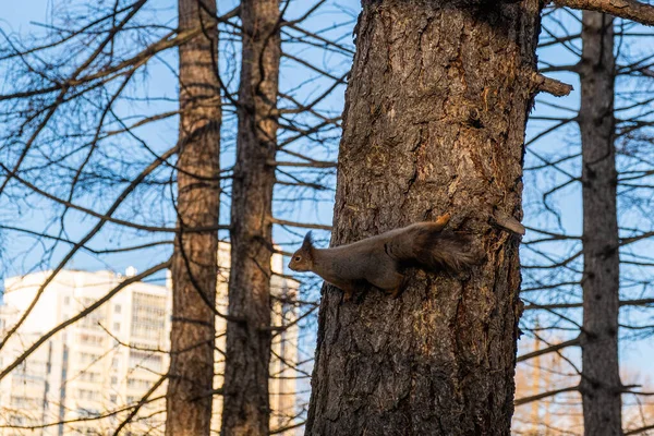 Esquilo Corre Longo Tronco Árvore Sobre Fundo Edifícios Brancos Cidade — Fotografia de Stock