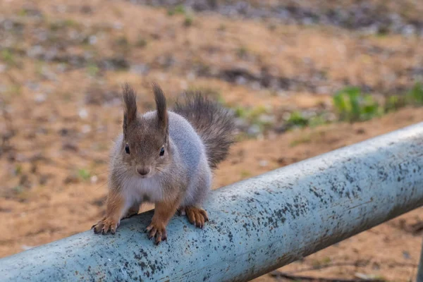 Esquilo Vermelho Bonito Senta Velho Tubo Gasto Olha Para Câmera — Fotografia de Stock