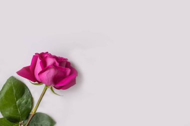 Beyaz arka planda yeşil yapraklı narin pembe bir gül. İzole edilmiş