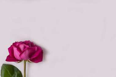 Beyaz arka planda yeşil yapraklı pembe gül. İzole edilmiş
