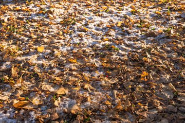 Sonbahar arkaplanı. Eski sarı yapraklar yere serpilmiş beyaz karlar serpiştirilir..