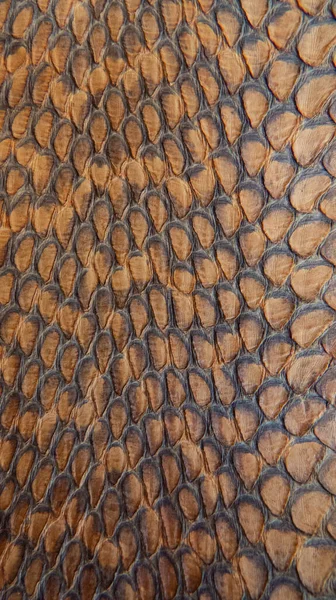 Snake brown skin texture as vertical background. Top wiev. Macro.