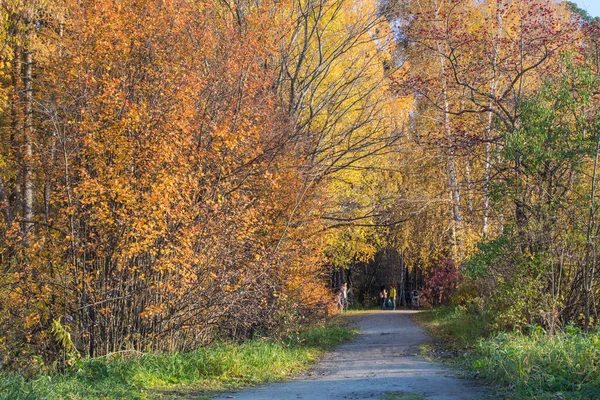 Outono Parque Florestal Cênico Perto Cidade Pessoas Caminham Pelo Caminho — Fotografia de Stock