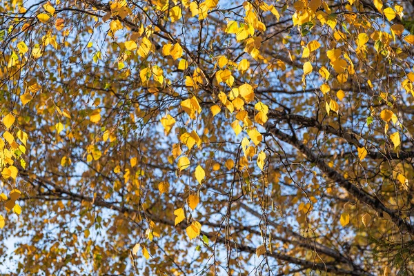 Herfst Achtergrond Twigs Van Berk Met Fel Gele Bladeren Een — Stockfoto