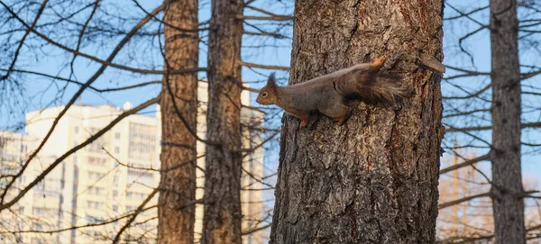 Una Ardilla Corre Por Tronco Árbol Parque Ciudad Banner Paisaje — Foto de Stock