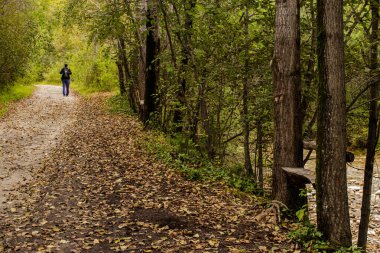 Orman yolu boyunca yürüyen bir turist. Bir dağ nehrinin kıyısında dinlenmek için kenarda dur..