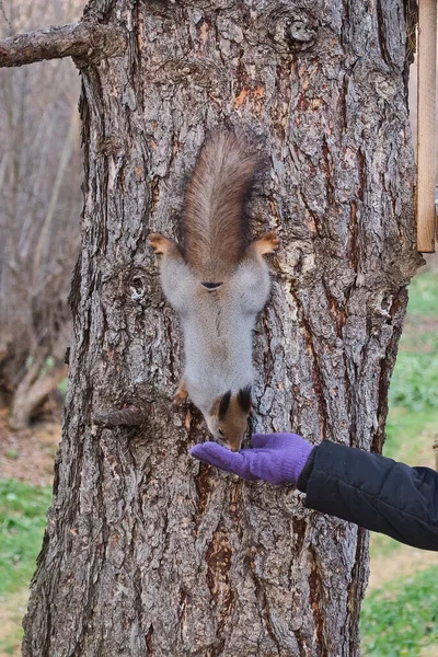 Un écureuil court sur un tronc d'arbre mange avec une main d'enfant — Photo