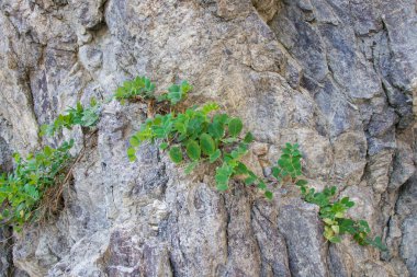 Kayanın dokusu gri ve üzerinde küçük yapraklardan oluşan yollar büyüyor..