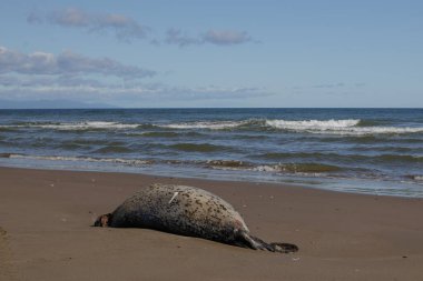 Killed by poachers or poor ecology, a dead seal lies on the sandy shore of the Sea of Okhotsk. clipart