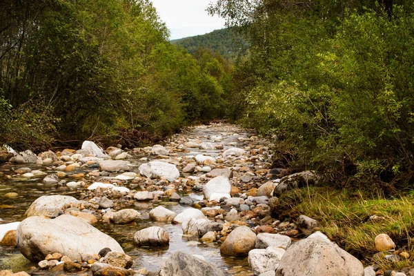 Mountain River Flows Pile Stones Thickets Landscape — Stock Photo, Image