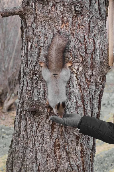 Un écureuil court sur un tronc d'arbre mange avec une main d'enfant — Photo