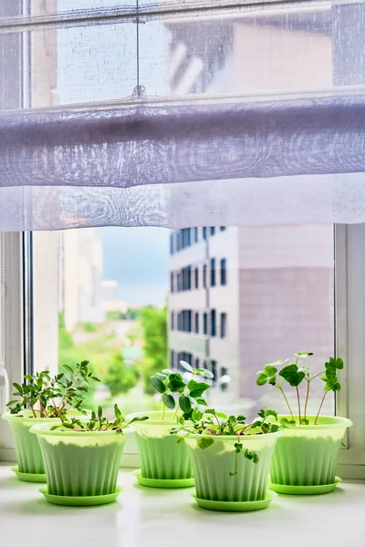 Vegetable garden on window sill on background of blue sky and urban buildings. Young plants of tomato, cucumber, chard, radish, phlox in green pots.