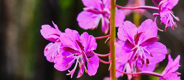 暗色の背景に火雑草のクローズアップ花 Chamaenerion Angustifolium Ivan茶 バナー — ストック写真