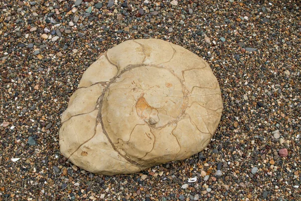 Ammonites One Ancient Fossils Cephalopods Wore Shells — Stock Photo, Image