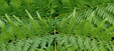 Eğreltiotu yaprakları arkaplan.