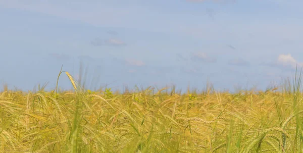 Espigas de centeno en maduración en un campo agrícola. —  Fotos de Stock