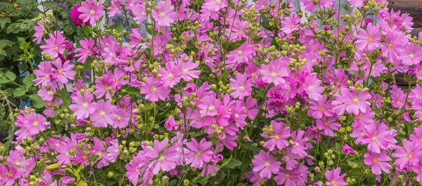 Cespuglio fioritura delicata malva rosa . — Foto Stock