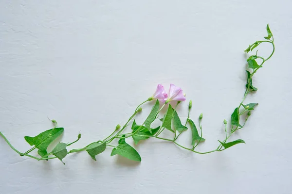 白い質感の背景に2つの繊細な花を持つフィールドビンディードの茎 トップ表示コピースペース — ストック写真