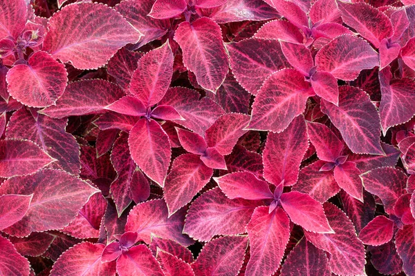 Textura Flores Mago Terciopelo Rojo Coleus Vista Superior — Foto de Stock