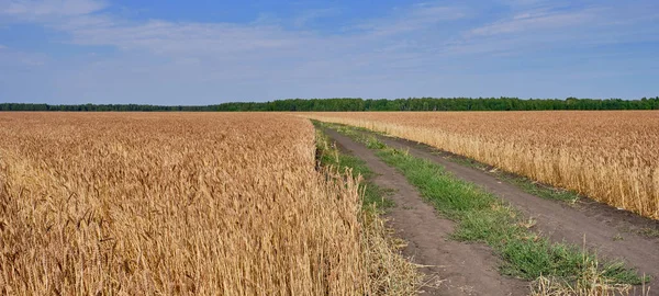 Дорога Простягається Відстань Між Полем Стиглої Пшениці Прапор — стокове фото