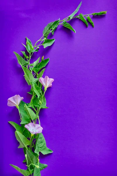 Een Stengel Van Veldwiet Met Drie Delicate Bloemen Violette Achtergrond — Stockfoto