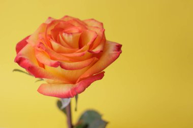 Sarı arka planda sarı-kırmızı bir gülün çiçek açan tomurcuğu. Kartpostal